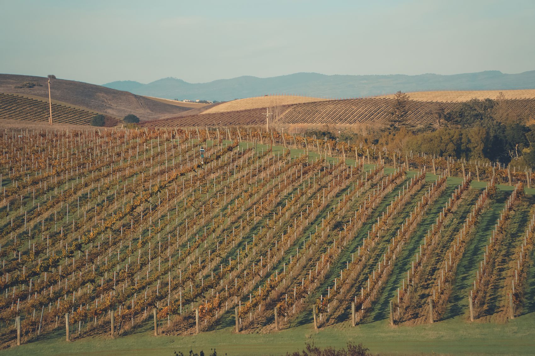 Rolling Napa Valley vineyards across the towns JVG serves