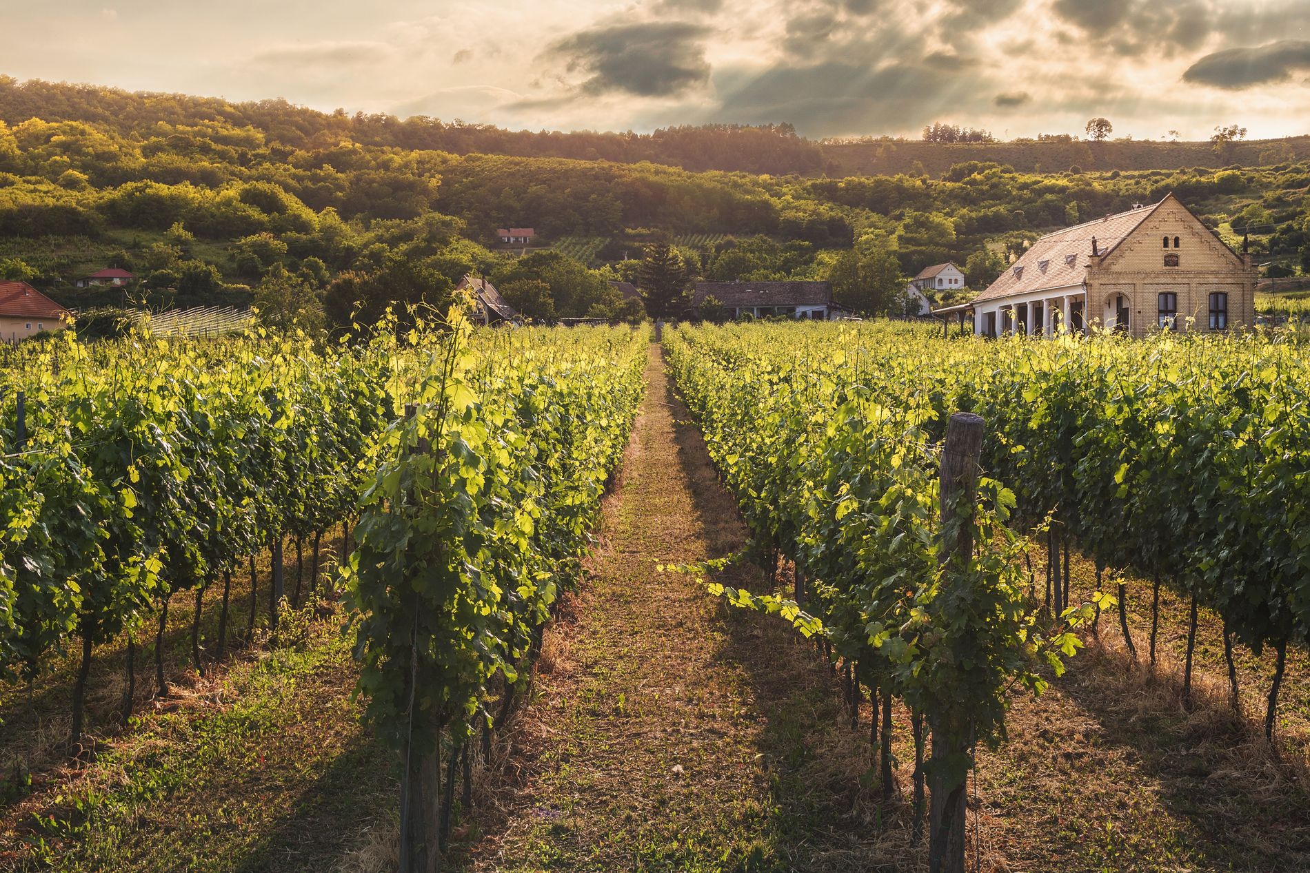 Napa Valley vineyard at golden hour